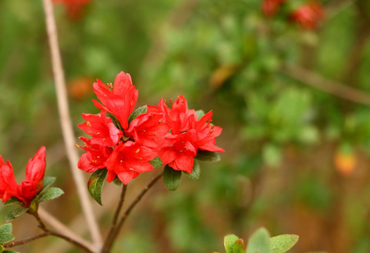 杜鹃花