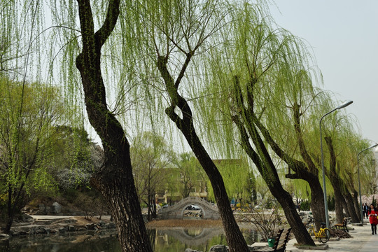 清华大学内树木