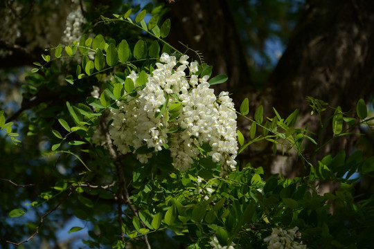 槐花树