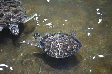 乌龟 海 动物 海龟