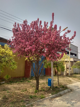 花树