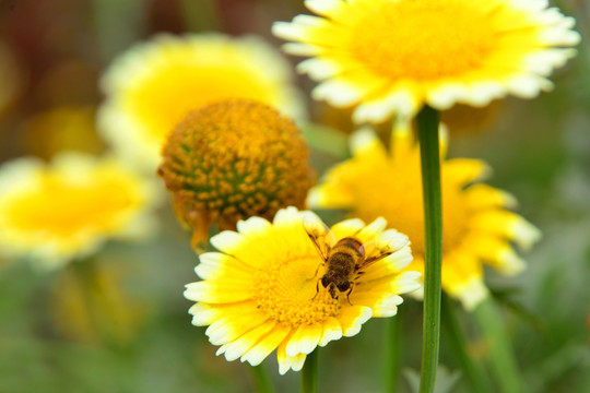 花儿和蜜蜂 微距特写