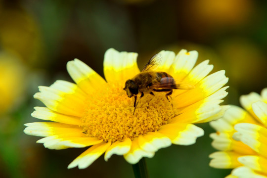 花儿和蜜蜂 微距特写