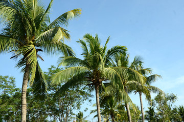 椰树 椰树林