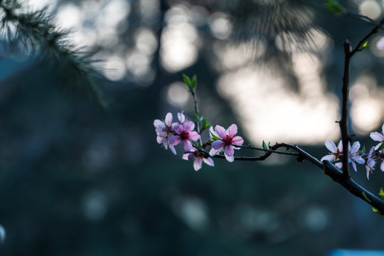 桃花一枝