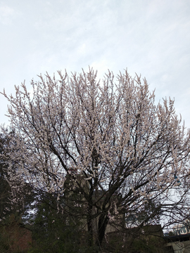 山边桃花树