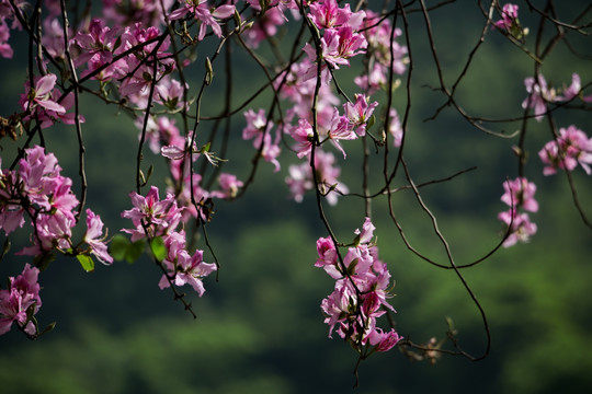 紫荆花