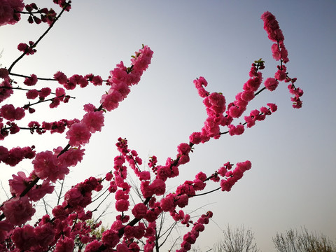 中国红樱花