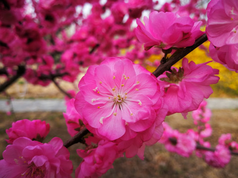 中国红樱花