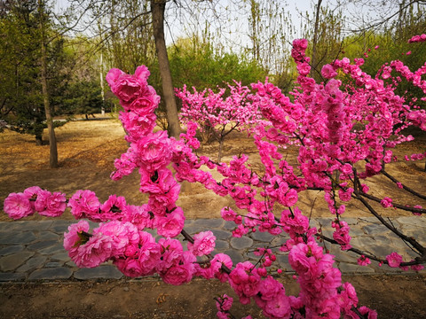 北京樱花盛开