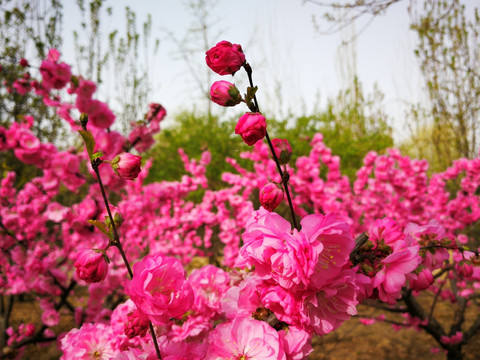 北京樱花盛开