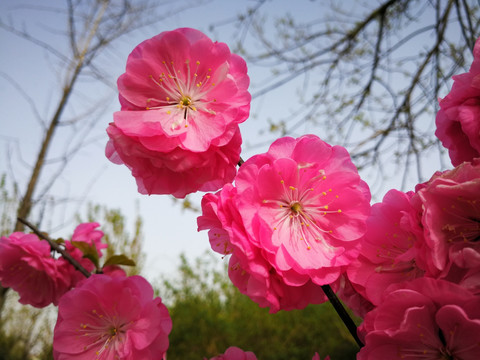 北京樱花盛开
