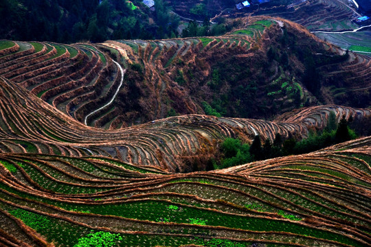 龙脊梯田