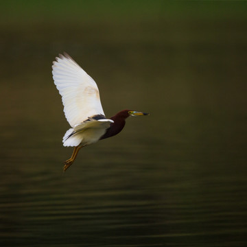 池鹭 水鸟