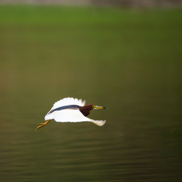 池鹭 水鸟