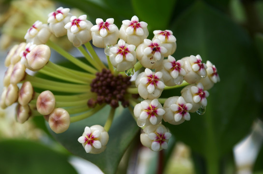 球兰花蜜