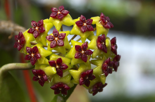 球兰花蜜