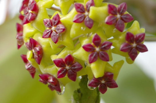 球兰花蜜