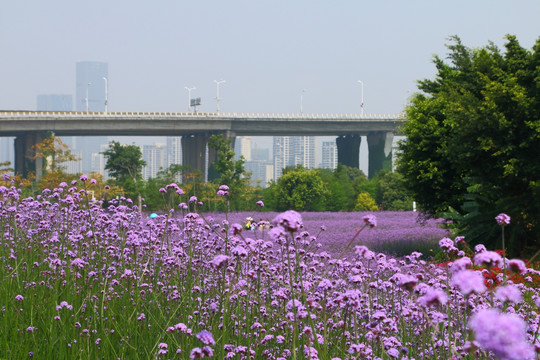 福州花海公园