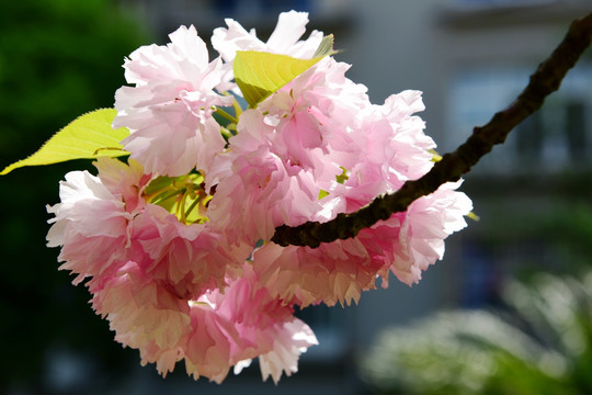 粉红色樱花树