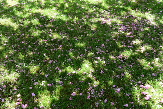 粉红色樱花树