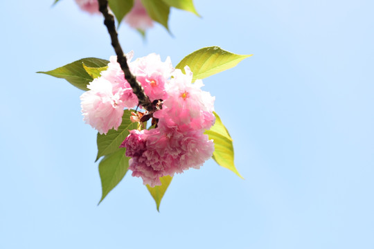 粉红色樱花树