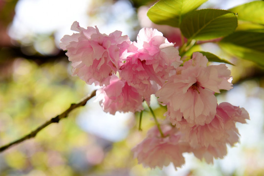 粉红色樱花树