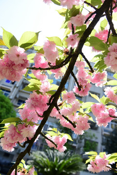 粉红色樱花树