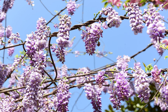 藤萝背景