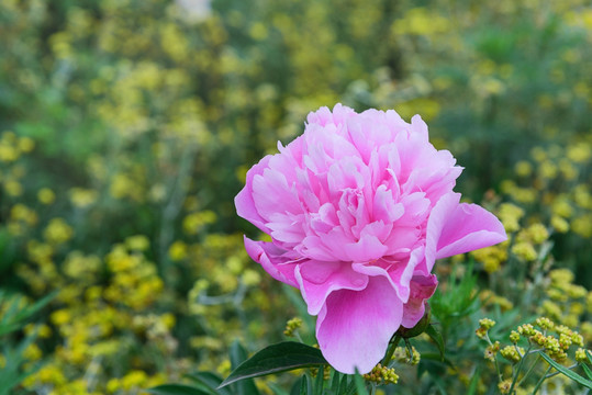 芍药花