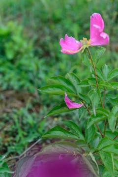 芍药花