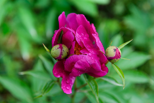 芍药花