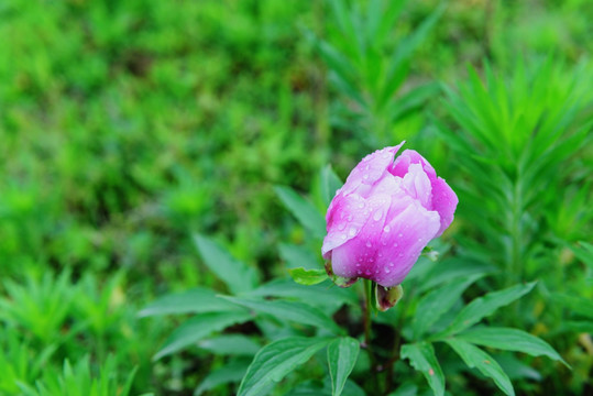 芍药花