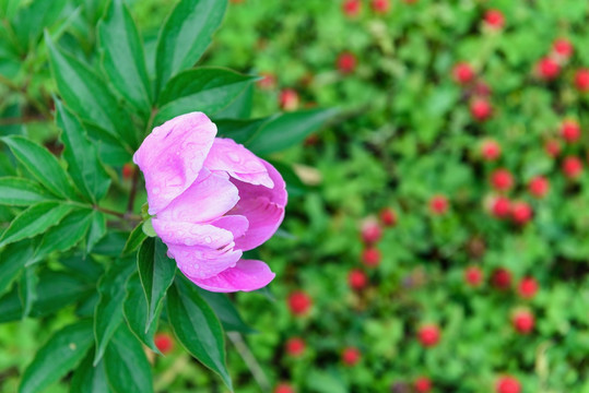 芍药花