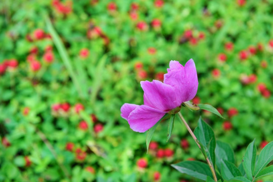 芍药花