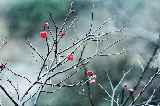 梅花