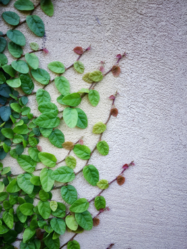 植物墙