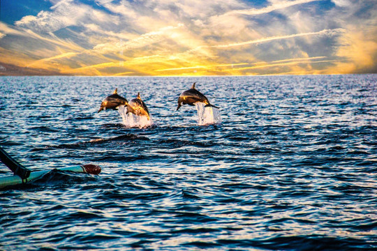 巴厘岛罗威纳日出海豚