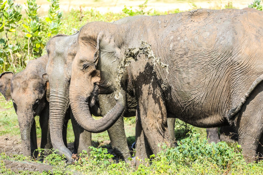 斯里兰卡乌达瓦拉维国家公园大象