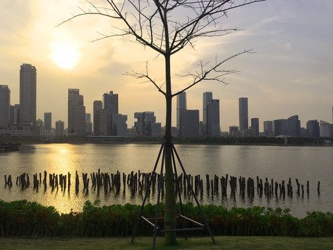 深圳人才公园 深圳湾滨海风景