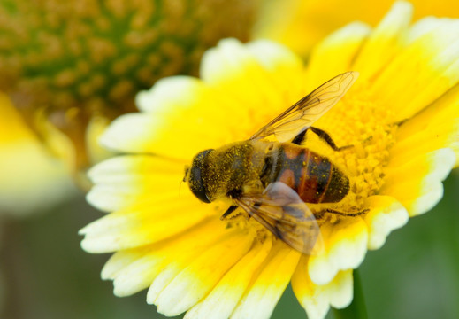 小蜜蜂 黄色野花 微距摄影