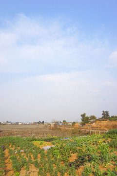 农村风貌 葡萄种植 水果基地