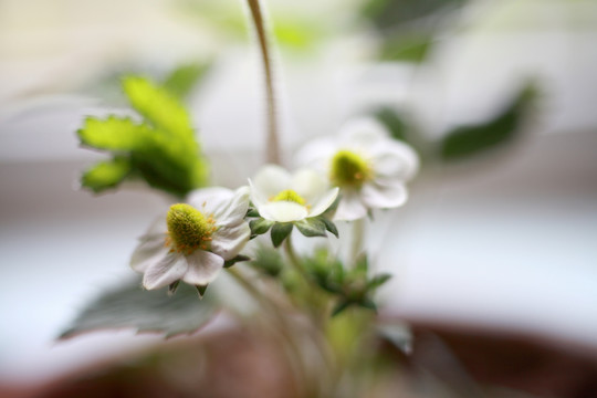 草莓开花