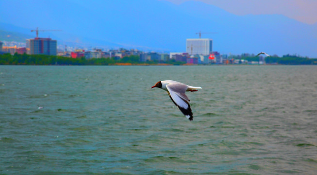 海鸥