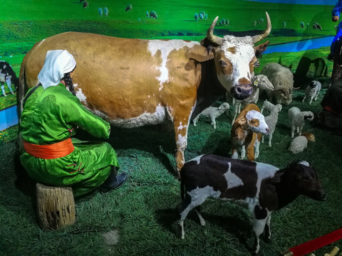 蒙古族挤牛奶