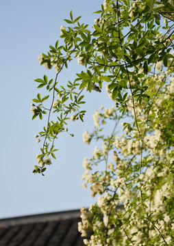 木香花开