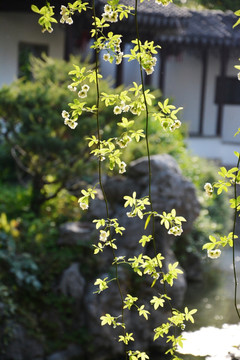 逆光花枝