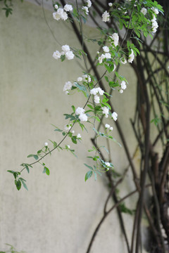 木香花枝条