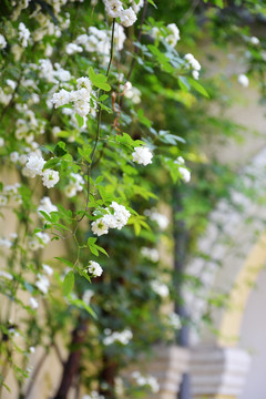 清新木香花