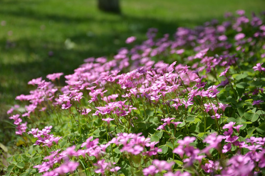 陌上花开